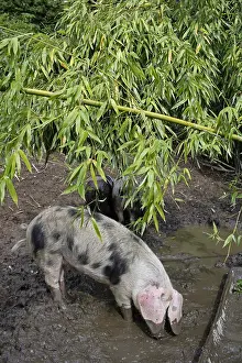 Aestival: Bayeux pig under a bamboo Normandy France