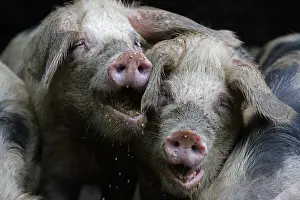 Contacts: Bayeux pigs reared on a farm Avranches Manche