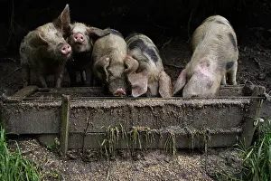 Contacts: Bayeux pigs reared on a farm Avranches Manche