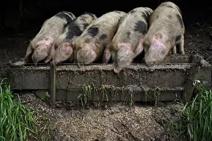 Contacts: Bayeux pigs reared on a farm Avranches Manche