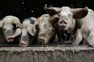 Contacts: Bayeux pigs reared on a farm Avranches Manche