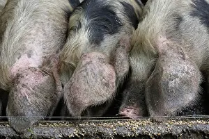 Systems: Bayeux pigs reared on a farm Avranches Manche
