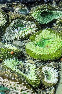 Tide: Beach 4, Kalaloch Lodge Olympic National Park, Washington