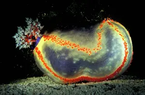 Highly: Beach ball sea cucumber highly prized as an aquarium