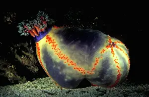Highly: Beach ball sea cucumber highly prized as an aquarium