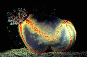 Highly: Beach ball sea cucumber, highly prized for aquariums