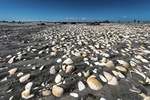 Ignacio: Beach covered in shells