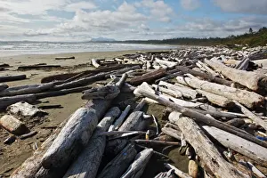 Driftwood: Beach with driftwood