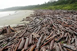 Driftwood: Beach - with driftwood washed up