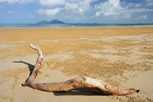 Mission: Beach and Dunk Island - dead tree branch stranded
