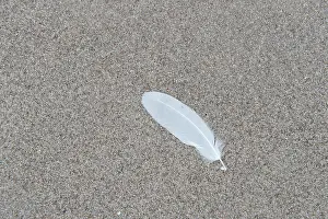 Swan: Beach feather 01