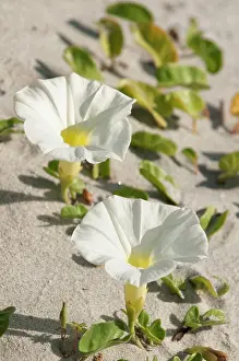 Convolvulus: Beach morning-glory