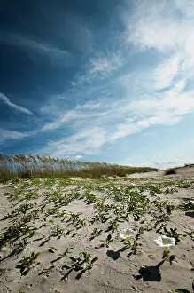 Convolvulus: Beach morning-glory