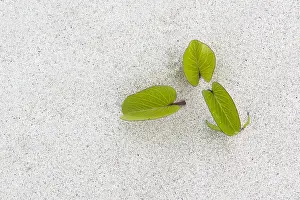 Convolvulus: Beach Morning Glory (Ipomoea pes-caprae) leaves