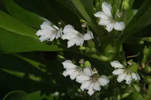 Keeling: Beach Naupaka / Cabbage Bush / Hawaiin Half-flower