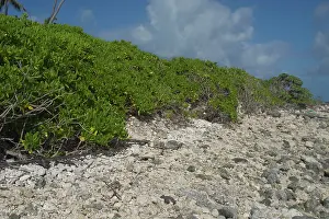 Foreshore: Beach Naupaka / Cabbage Bush Plants / Hawaiian