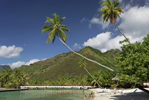 Lands: Beach with overhanging palm trees, bridge, green