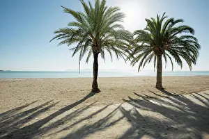 Balearic: Beach with palm trees, Can Picafort, Alcudia Bay