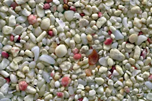 Fragments: Beach Sand