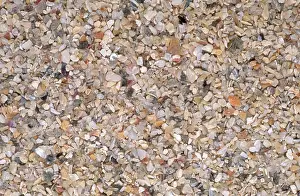 Seashells: Beach Sand