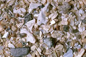 Coarse: Beach Sand