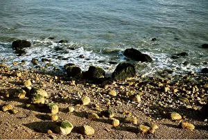 Ardea London: BEACH - SANDSTONE ROCKS