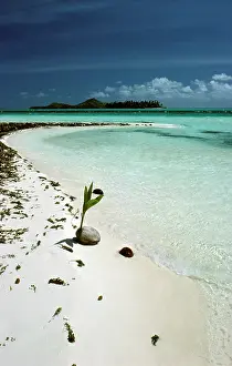 Coconuts: Beach scene - With Coconut