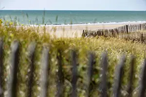 Typical: Beach. Sea, dune landscape with flowering grasses