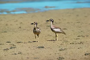 Burhinus: BEACH STONE CURLEW