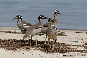 Esacus: Beach Stone-curlew