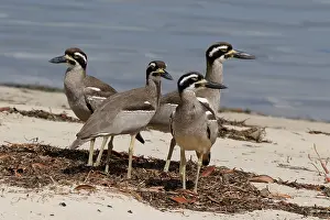 Esacus: Beach Stone-curlew