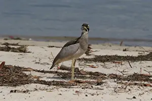 Esacus: Beach Stone-curlew