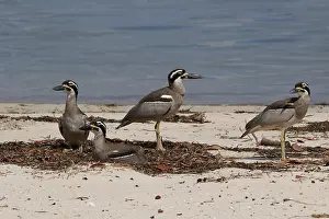 Esacus: Beach Stone-curlew