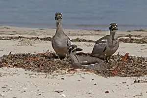 Esacus: Beach Stone-curlew