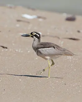 Curlew: Beach Stone Curlew