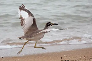 Curlew: Beach Stone Curlew
