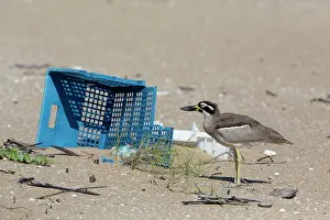 Curlew: Beach Stone Curlew