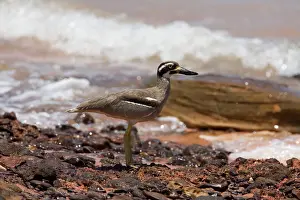Esacus: Beach Stone-curlew / Beach Thick-knee
