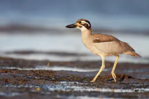 Esacus: Beach Stone-Curlew / Beach Thick-Knee - walking