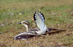 Feigning: Beach Stone Curlew - distraction display, feigning injury