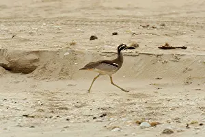 Esacus: Beach Stone Curlew - foraging on open undisturbed beach