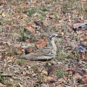 Magnirostris: Beach Stone Curlew - incubating eggs