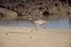 Esacus: Beach Stone-curlew - walking on a beach