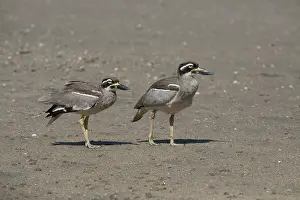 Esplanade: Beach Stone-curlews - Cairns Esplanade - Queensland