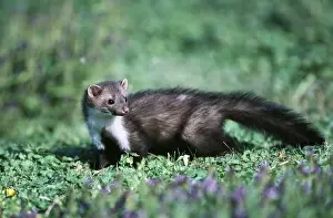 Marten: Beach / Stone MARTEN