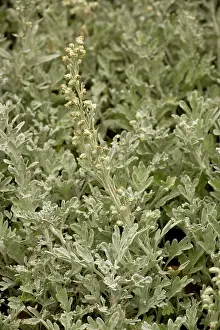 Wormwood: Beach wormwood