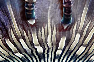 Moluccan: Beaded anemone (Heteractis aurora), detail, Banda