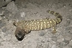 Heloderma: Beaded Lizard