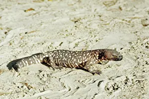 Heloderma: Beaded Lizard