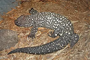 Heloderma: Beaded Lizard (Heloderma horridum)